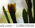 yellow daffodil flower narcissus flower head bouquet 138615636