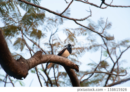 Oriental Magpie-Robin resting on a twisting tree limb with airy foliage and sky backdrop, showcasing elegant black and white plumage in a peaceful natural woodland setting. Oriental Magpie-Robin resting on a twisting tree limb with airy foliage and sky backdrop, showcasing elegant black and white plumage in a peaceful natural woodland setting. 138615926