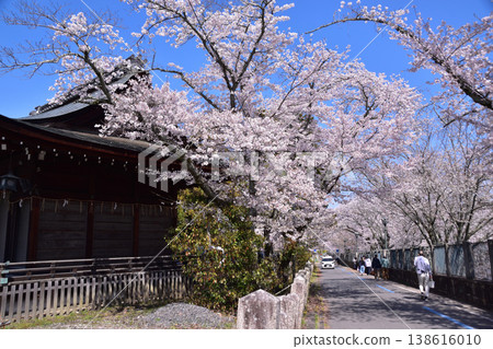 The cherry blossom trees along the Lake Biwa First Canal in Otsu and Mio Shrine The cherry blossom trees along the Lake Biwa First Canal in Otsu and Mio Shrine 138616010