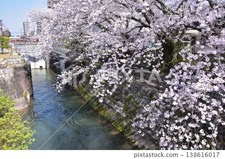 Cherry blossoms along the Lake Biwa First Canal in Otsu and the Otsu Lock Gate 138616017