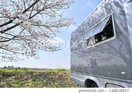 Camping life with two friendly Chihuahuas: Cherry blossom viewing, spring materials 138616037