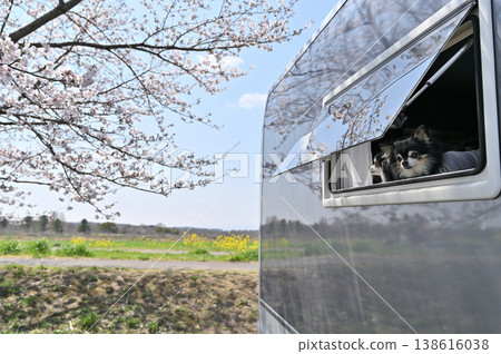 Camping life with two friendly Chihuahuas: Cherry blossom viewing, spring materials Camping life with two friendly Chihuahuas: Cherry blossom viewing, spring materials 138616038