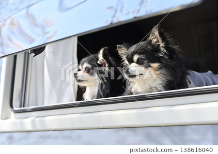 Camping life with two friendly Chihuahuas: Cherry blossom viewing, spring materials 138616040
