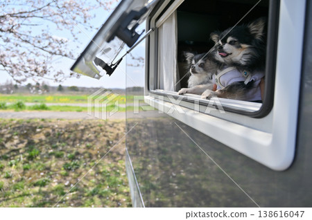 Camping life with two friendly Chihuahuas: Cherry blossom viewing, spring materials Camping life with two friendly Chihuahuas: Cherry blossom viewing, spring materials 138616047