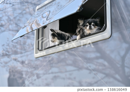 與兩隻友善的吉娃娃一起露營：賞櫻花、春季用品 138616049