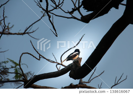 Oriental Magpie-Robin perched on bare branch against soft blue sky, captured in silhouette with open beak, expressing natural song behavior and dramatic minimal composition Oriental Magpie-Robin perched on bare branch against soft blue sky, captured in silhouette with open beak, expressing natural song behavior and dramatic minimal composition 138616067