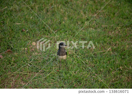 Oriental Magpie-Robin standing on green grass, captured at ground level with natural textures, showing subtle plumage details in an open outdoor environment. Oriental Magpie-Robin standing on green grass, captured at ground level with natural textures, showing subtle plumage details in an open outdoor environment. 138616071