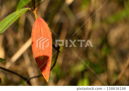 Close-up of an orange leaf bud hanging from a stem in warm sunlight, natural macro plant detail with soft blurred background. Close-up of an orange leaf bud hanging from a stem in warm sunlight, natural macro plant detail with soft blurred background. 138616186