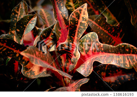 Colorful croton leaves closeup with red, orange and green variegation, tropical ornamental plant foliage texture background. Colorful croton leaves closeup with red, orange and green variegation, tropical ornamental plant foliage texture background. 138616193