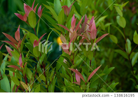 Red and green young leaves of tropical garden shrub, fresh foliage growth, vibrant natural plant background in soft light. 138616195