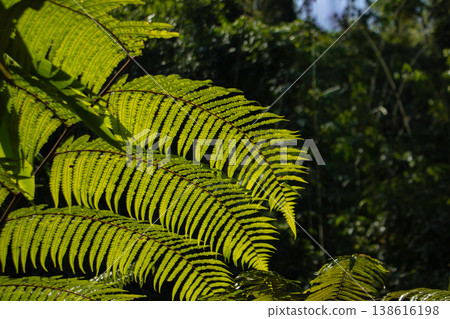 Sunlit tropical fern leaves in lush rainforest, detailed green foliage with natural light and shadow, vibrant jungle nature background. 138616198