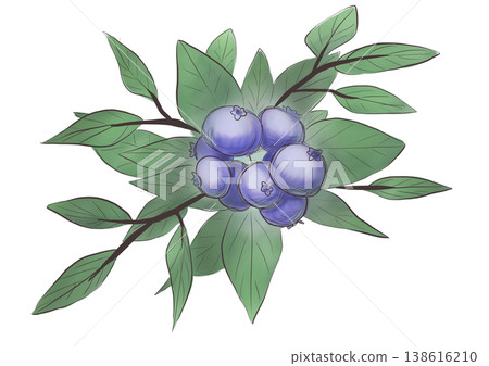 藍莓 藍莓 138616210