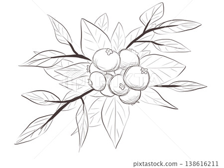 藍莓 藍莓 138616211