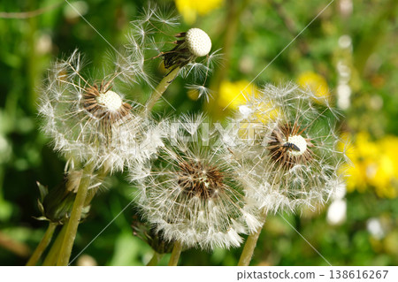 The moment the fluff of a dandelion takes flight 138616267