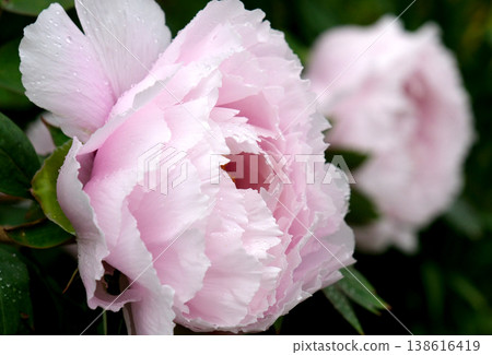 Beautiful buttons in a soft pink color Beautiful buttons in a soft pink color 138616419