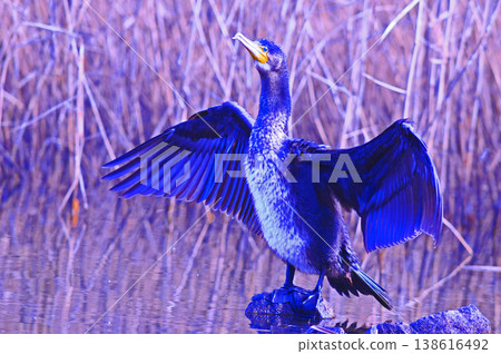 Cormorant spreading wings Cormorant spreading wings 138616492