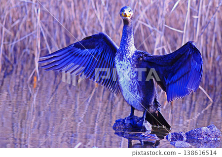 Cormorant spreading wings Cormorant spreading wings 138616514
