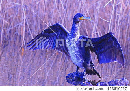 Cormorant spreading wings Cormorant spreading wings 138616517