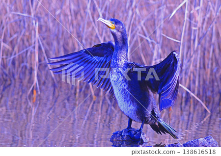 Cormorant spreading wings Cormorant spreading wings 138616518