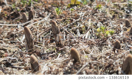 Horsetails sprouting Horsetails sprouting 138616519