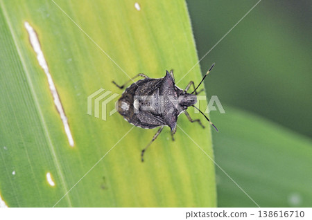 Spiny stink bug (Tsurui Village, Hokkaido) Spiny stink bug (Tsurui Village, Hokkaido) 138616710