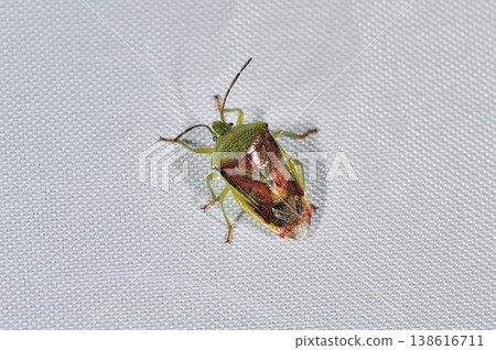 Red-spotted stink bug (Shiretoko, Hokkaido) Red-spotted stink bug (Shiretoko, Hokkaido) 138616711