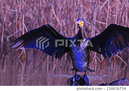 Cormorant spreading wings Cormorant spreading wings 138616734
