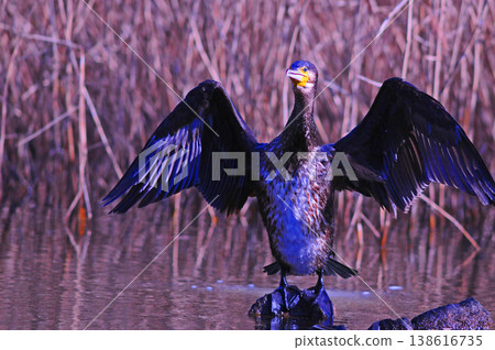 Cormorant spreading wings Cormorant spreading wings 138616735