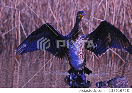 Cormorant spreading wings 138616738