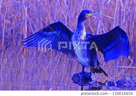 Cormorant spreading wings Cormorant spreading wings 138616858