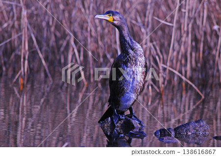 Cormorant spreading wings 138616867