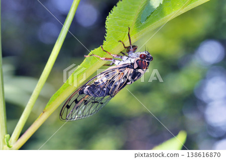 A male Ezo cicada (Shiretoko, Hokkaido) A male Ezo cicada (Shiretoko, Hokkaido) 138616870
