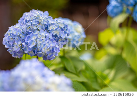 Close-up of a blue hydrangea with soft bokeh. 138616926