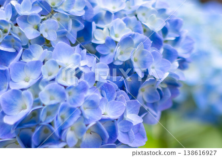 A macro shot of a blue hydrangea with delicate overlapping petals. A macro shot of a blue hydrangea with delicate overlapping petals. 138616927