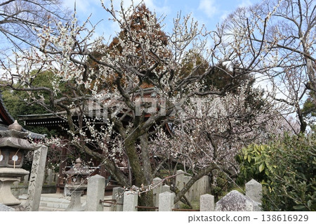 Springtime at Kyoto's Jonan-gu Shrine, where weeping plum blossoms fill the air with fragrance. Springtime at Kyoto's Jonan-gu Shrine, where weeping plum blossoms fill the air with fragrance. 138616929