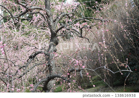 Springtime at Kyoto's Jonan-gu Shrine, where weeping plum blossoms fill the air with fragrance. Springtime at Kyoto's Jonan-gu Shrine, where weeping plum blossoms fill the air with fragrance. 138616938
