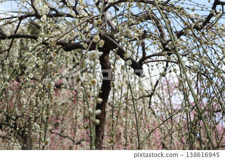 Springtime at Kyoto's Jonan-gu Shrine, where weeping plum blossoms fill the air with fragrance. Springtime at Kyoto's Jonan-gu Shrine, where weeping plum blossoms fill the air with fragrance. 138616945
