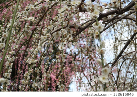 Springtime at Kyoto's Jonan-gu Shrine, where weeping plum blossoms fill the air with fragrance. Springtime at Kyoto's Jonan-gu Shrine, where weeping plum blossoms fill the air with fragrance. 138616946