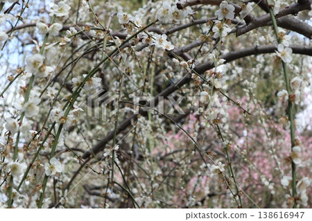 Springtime at Kyoto's Jonan-gu Shrine, where weeping plum blossoms fill the air with fragrance. Springtime at Kyoto's Jonan-gu Shrine, where weeping plum blossoms fill the air with fragrance. 138616947