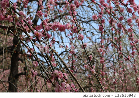Springtime at Kyoto's Jonan-gu Shrine, where weeping plum blossoms fill the air with fragrance. Springtime at Kyoto's Jonan-gu Shrine, where weeping plum blossoms fill the air with fragrance. 138616948