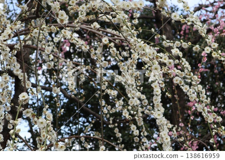 Springtime at Kyoto's Jonan-gu Shrine, where weeping plum blossoms fill the air with fragrance. Springtime at Kyoto's Jonan-gu Shrine, where weeping plum blossoms fill the air with fragrance. 138616959