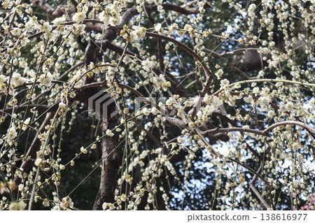 Springtime at Kyoto's Jonan-gu Shrine, where weeping plum blossoms fill the air with fragrance. Springtime at Kyoto's Jonan-gu Shrine, where weeping plum blossoms fill the air with fragrance. 138616977