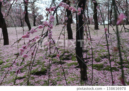 Springtime at Kyoto's Jonan-gu Shrine, where weeping plum blossoms fill the air with fragrance. Springtime at Kyoto's Jonan-gu Shrine, where weeping plum blossoms fill the air with fragrance. 138616978