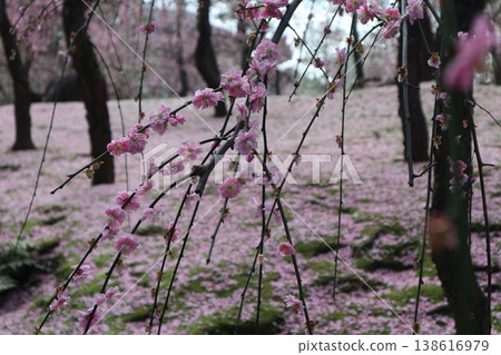 Springtime at Kyoto's Jonan-gu Shrine, where weeping plum blossoms fill the air with fragrance. Springtime at Kyoto's Jonan-gu Shrine, where weeping plum blossoms fill the air with fragrance. 138616979