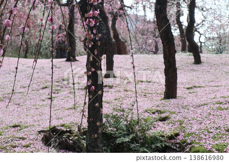 Springtime at Kyoto's Jonan-gu Shrine, where weeping plum blossoms fill the air with fragrance. Springtime at Kyoto's Jonan-gu Shrine, where weeping plum blossoms fill the air with fragrance. 138616980