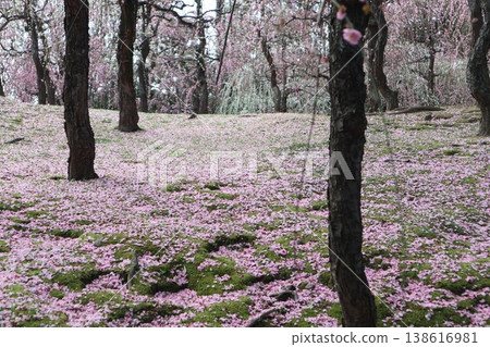 Springtime at Kyoto's Jonan-gu Shrine, where weeping plum blossoms fill the air with fragrance. 138616981