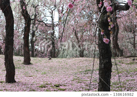 Springtime at Kyoto's Jonan-gu Shrine, where weeping plum blossoms fill the air with fragrance. 138616982
