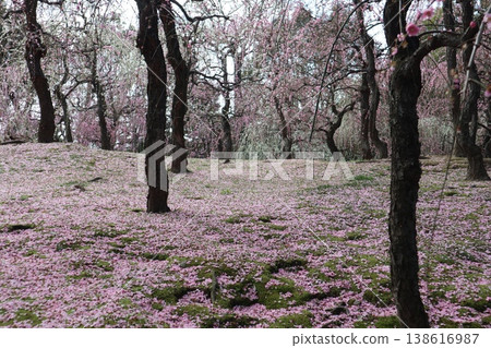 Springtime at Kyoto's Jonan-gu Shrine, where weeping plum blossoms fill the air with fragrance. Springtime at Kyoto's Jonan-gu Shrine, where weeping plum blossoms fill the air with fragrance. 138616987