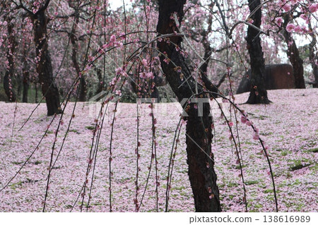Springtime at Kyoto's Jonan-gu Shrine, where weeping plum blossoms fill the air with fragrance. Springtime at Kyoto's Jonan-gu Shrine, where weeping plum blossoms fill the air with fragrance. 138616989