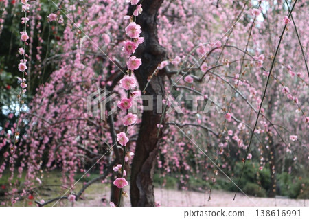 Springtime at Kyoto's Jonan-gu Shrine, where weeping plum blossoms fill the air with fragrance. Springtime at Kyoto's Jonan-gu Shrine, where weeping plum blossoms fill the air with fragrance. 138616991